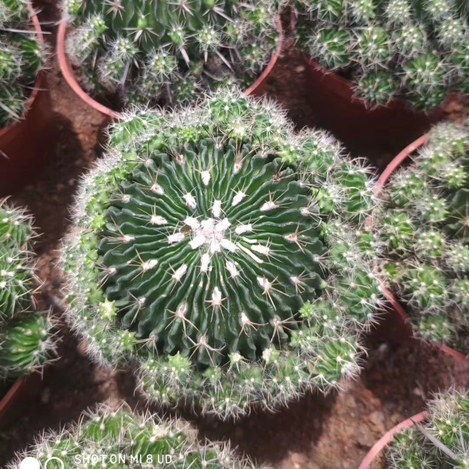 Опт Stenocactus multicos настоящие кактусы живые кактусы суккулентные растения комнатные древесные растения