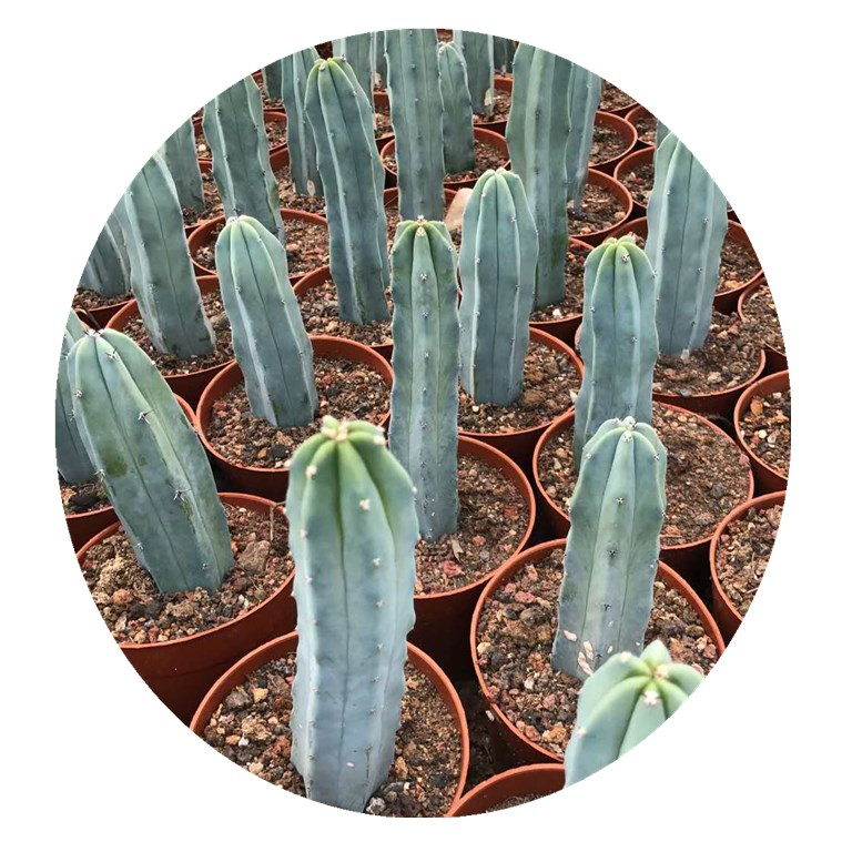 Продажа синей колонки cactus 20 см