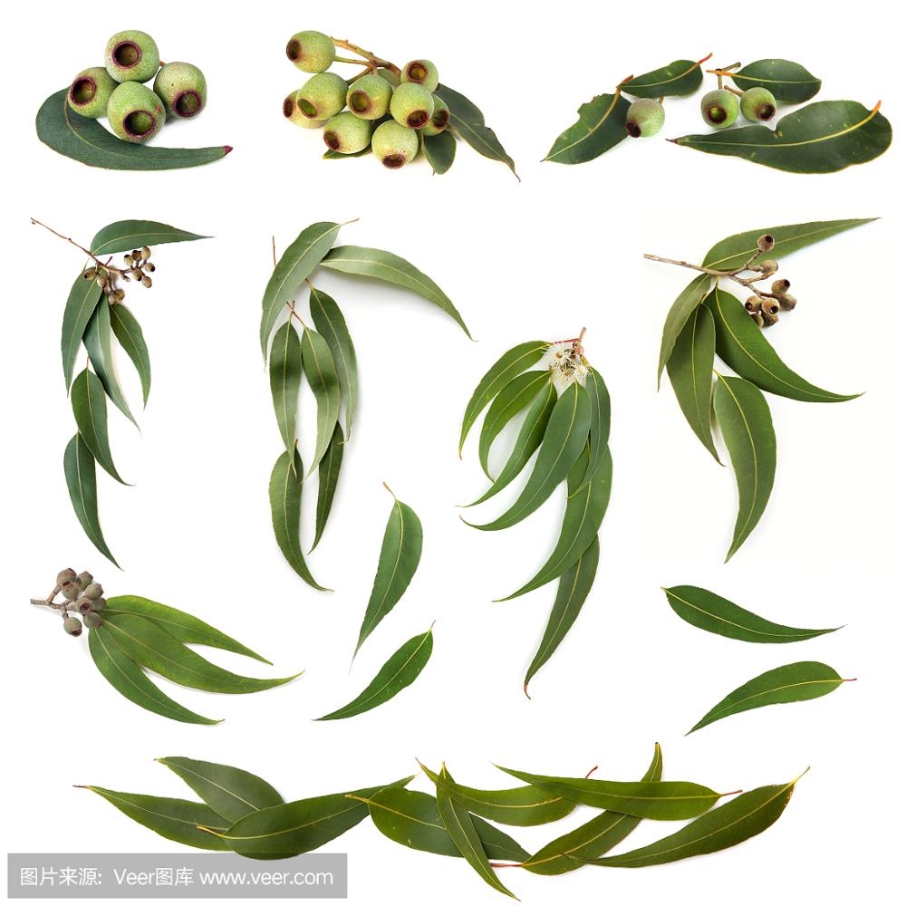 8000-48-4 эфирное масло oleum eucalypti oil цена эвкалипт globulus Oil in cosmetics