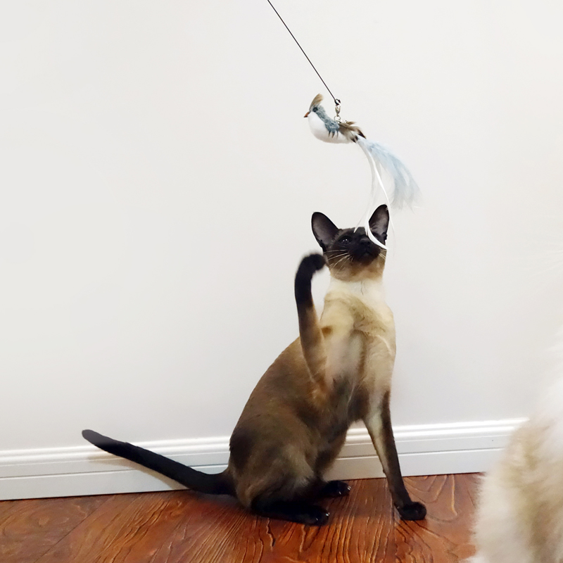 Simulation Bird Foam Eco-friend Feather Funny Cat Stick Toy