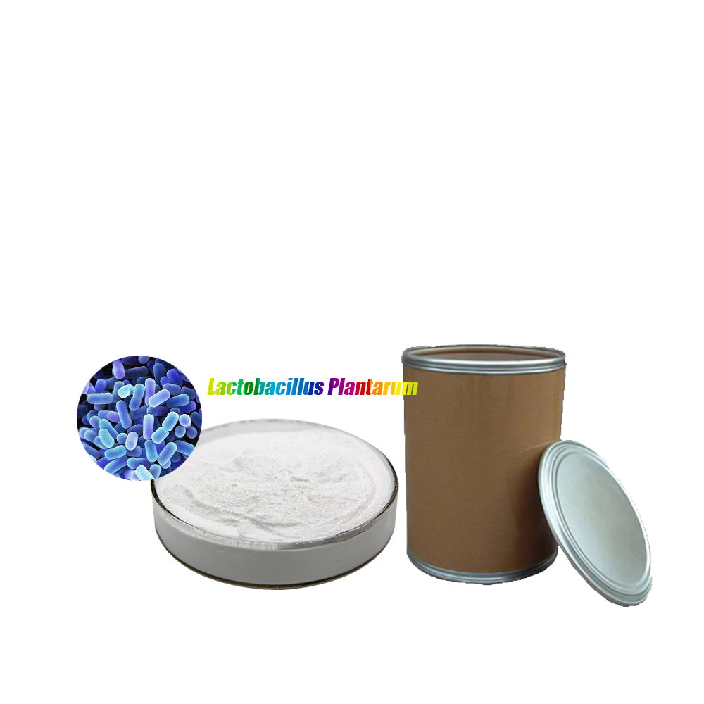 Freeze dried probiotics powder of Lactobacillus plantarum Lactiplantibacillus plantarum for probiotic dietary supplements