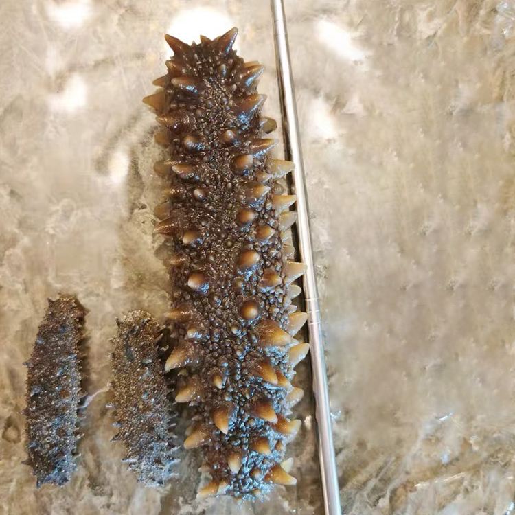 Wholesale Kanto Sea Cucumber Maldives Fuscus Sea Cucumber Malaysia