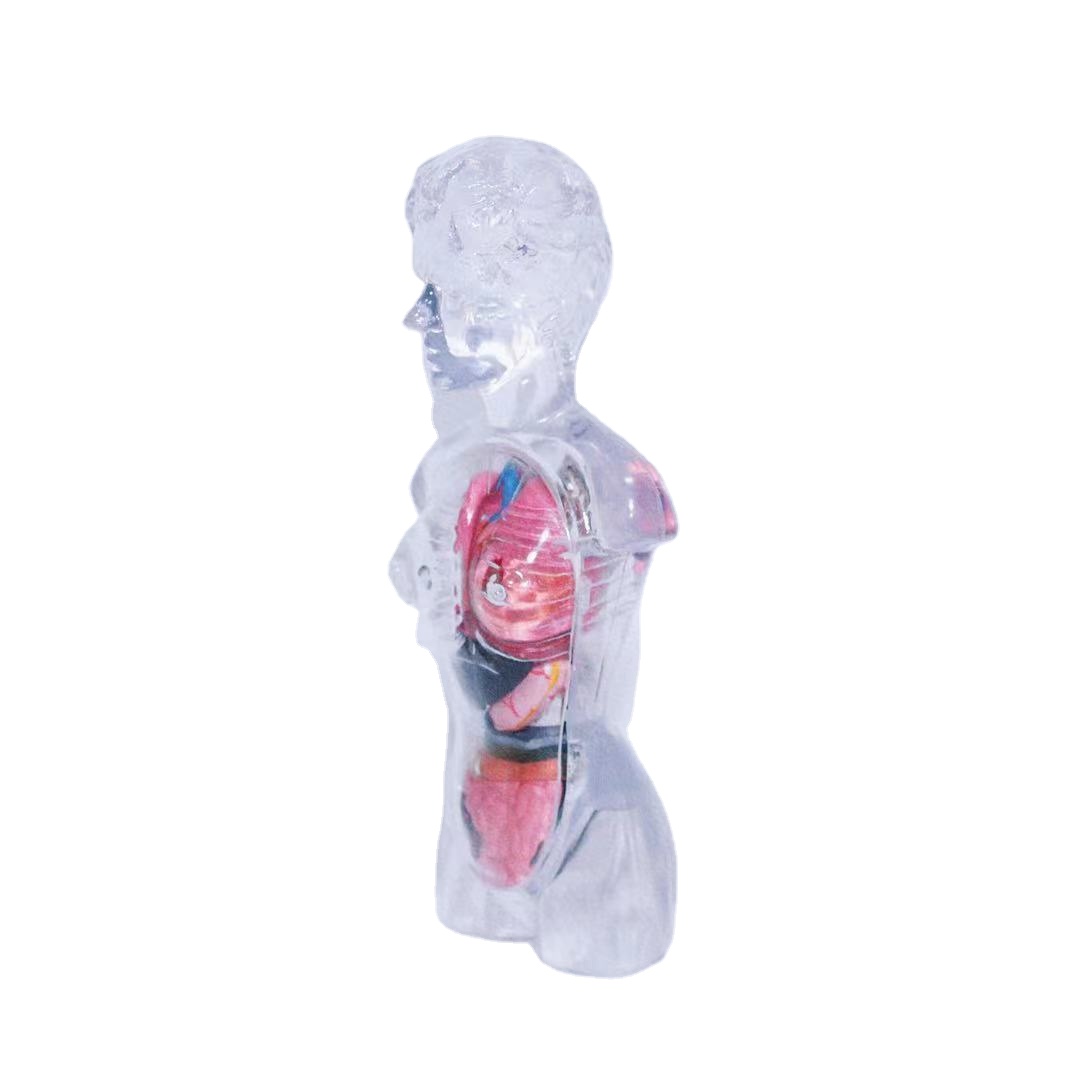 Newly developed medical education anatomical model human organ model