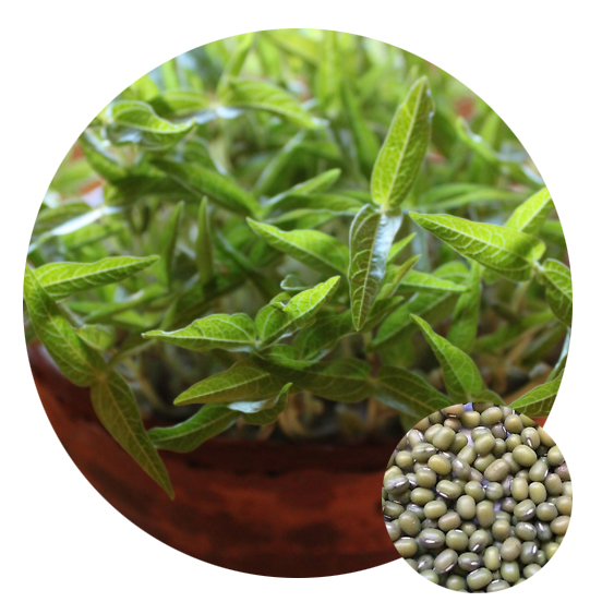 2020 оптовая продажа, семена microgreen /micro green, зеленые фасоли, семена овощей для выращивания