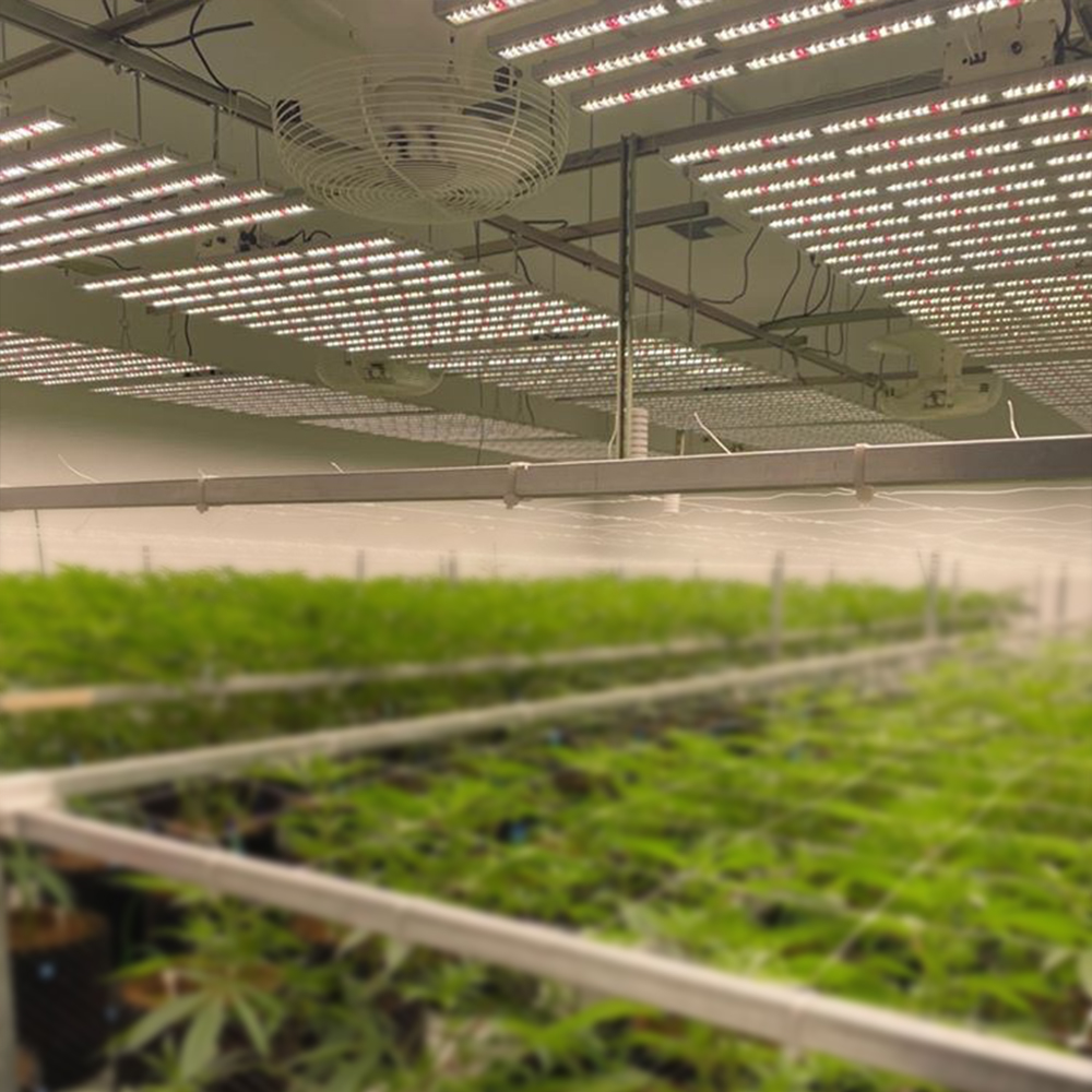 Оптовая Продажа Коммерческая наружная домашняя медицинская посадки лампа Full Spectrum Led полный спектр светодиодов 3000k 3500k 4000k LM561C