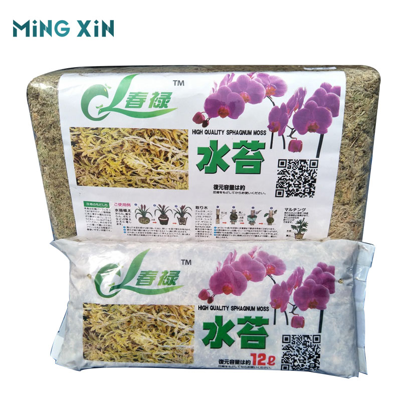 Water moss Natural Dried Potted flowers and succulent cultivation