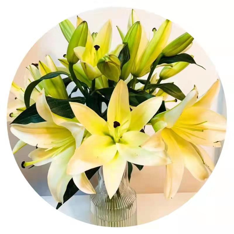 Yuhuiting flower Yellow king three heads