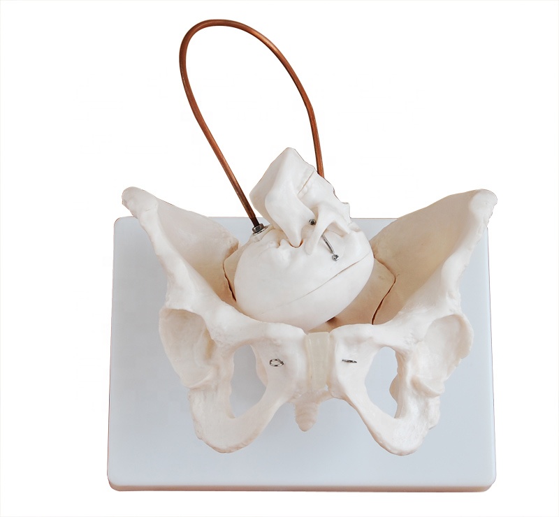 Birth Demonstration Model school medical teaching training model BC1025-27