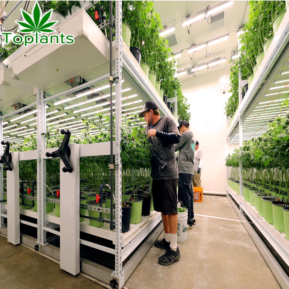 Wholesale Agriculture Equipment Aquaponic Grow Rack to Micro Greens