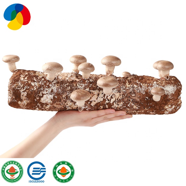 Урожай грибных опилок shiitake, экспортные цены
