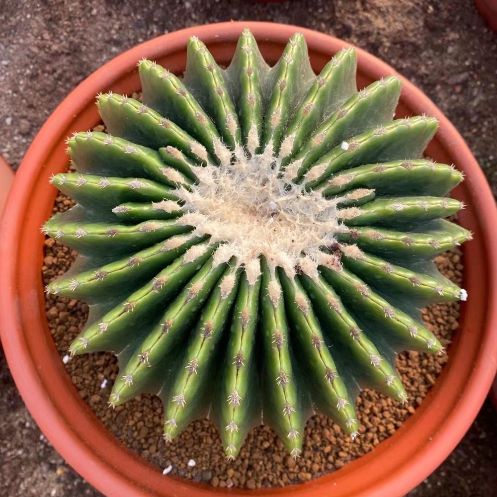 No thorn Gold ball cactus live cactus natural plant real woody plants decorate office home garden