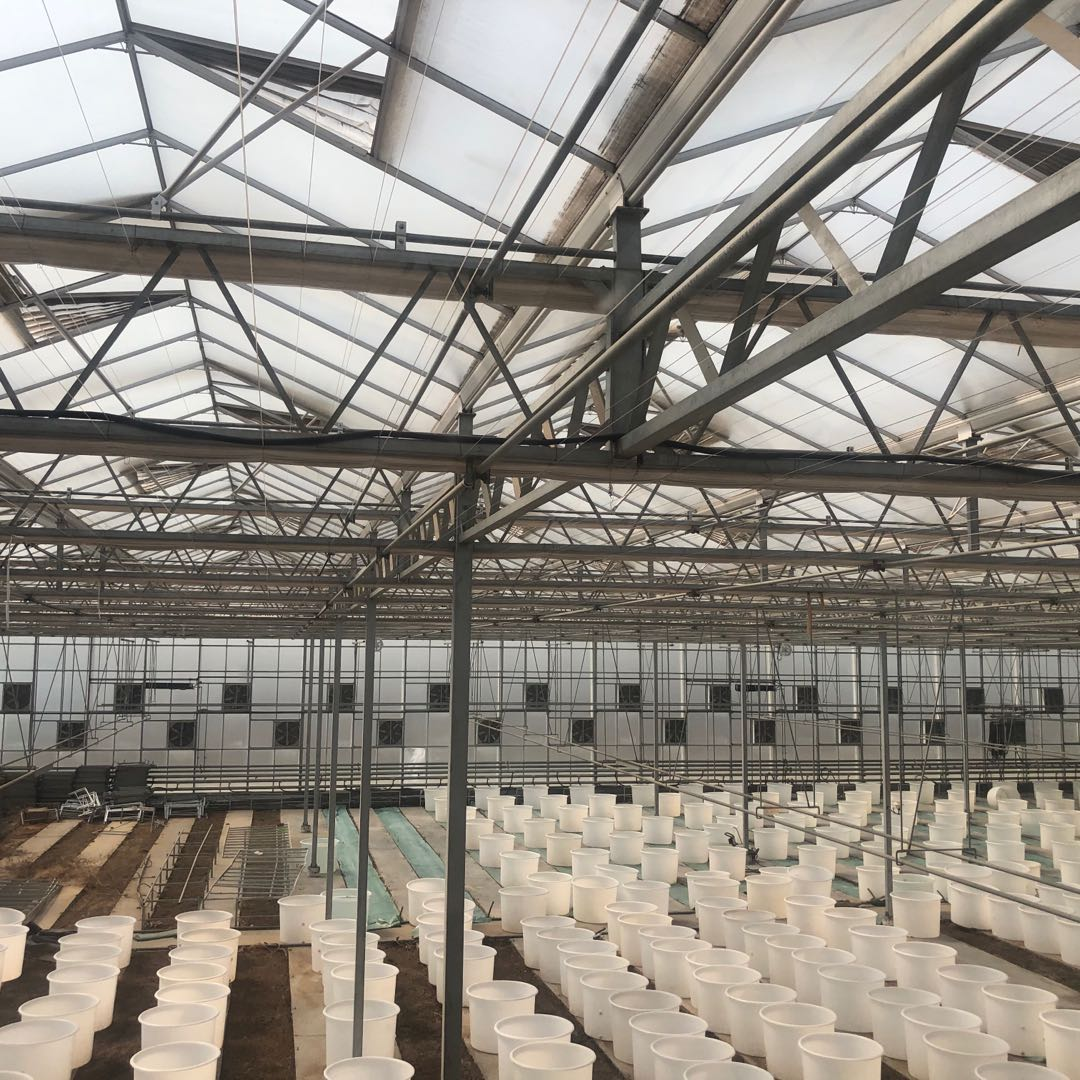 Hangmei Commercial Agricultural Polycarbonate Greenhouse with Hydroponics System for tomato