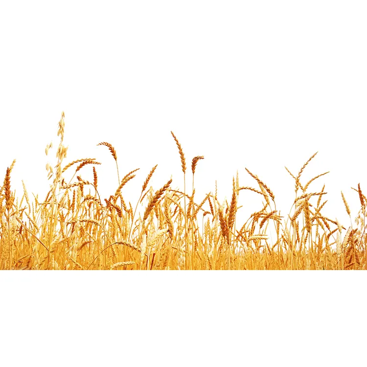 Organic Argentine Barley for Human