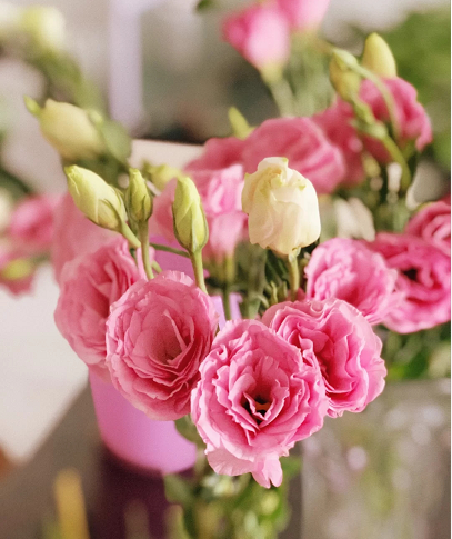 fresh cutting flowers pink eustoma by Yunnan flower fields directly supply