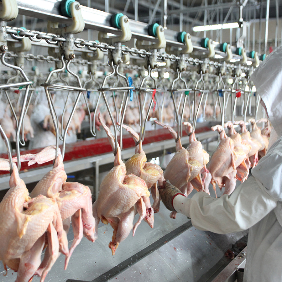 automatic chicken plucker of poultry slaughter processing equipment