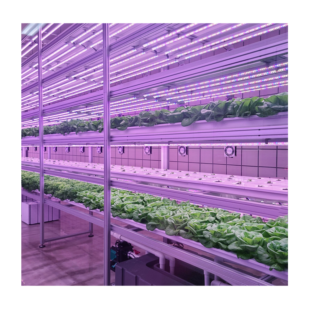 Customized Full Spectrum LED Grow Lighting Hydroponic For Indoor Vertical Plant Factory To Culture Lettuce
