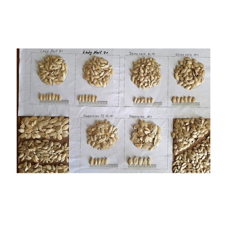 Pumpkin Seeds Lady Nail 7 Wholesale Good Quality At Factory Price Pumpkin seeds New Crop Bulgarian Orign Packaging