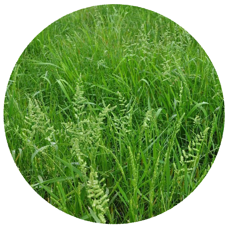 Best price High quality Cynodon dactylon seeds easy to grow for drought resistant plant grass seed