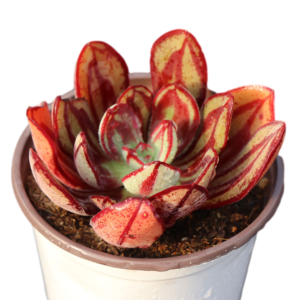 Фантастические Редкие комнатные растения echeveria, живые суккуленты, суккуленты с подарками