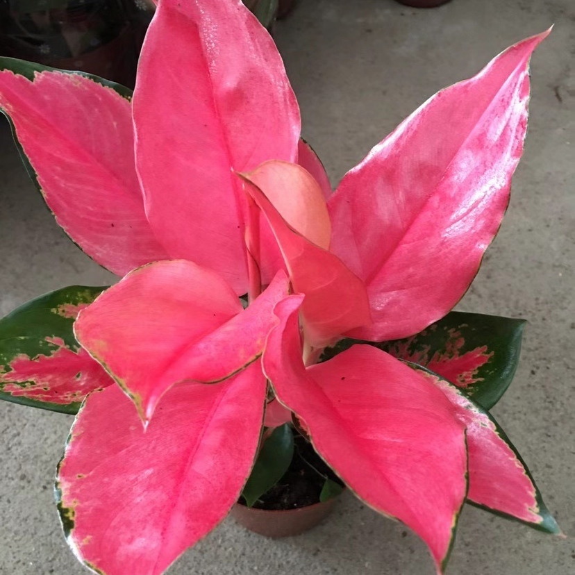 Оптовая продажа от Aglaonema ChinaRed, отправка в PH