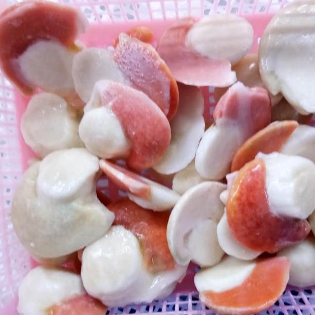 Морской гребешок икрой