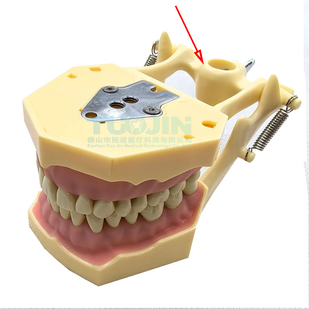 High Quality Jaw Dental Teaching Resources AG3 32 Teeth Dental Typodont For Medical Student Practice