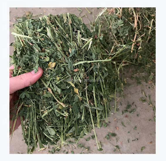 New Cut Fresh Alfalfa Hay From USA For Animal Feeding Dairy Cow