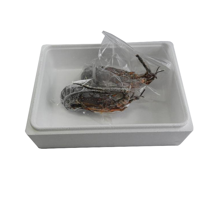 Mie prefecture safe and secure spiny seafood frozen lobster