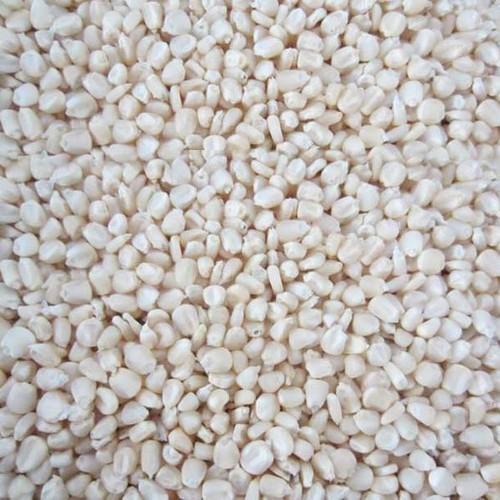 Best Grade White Corn Maize For Animal Feed White Maize Corn