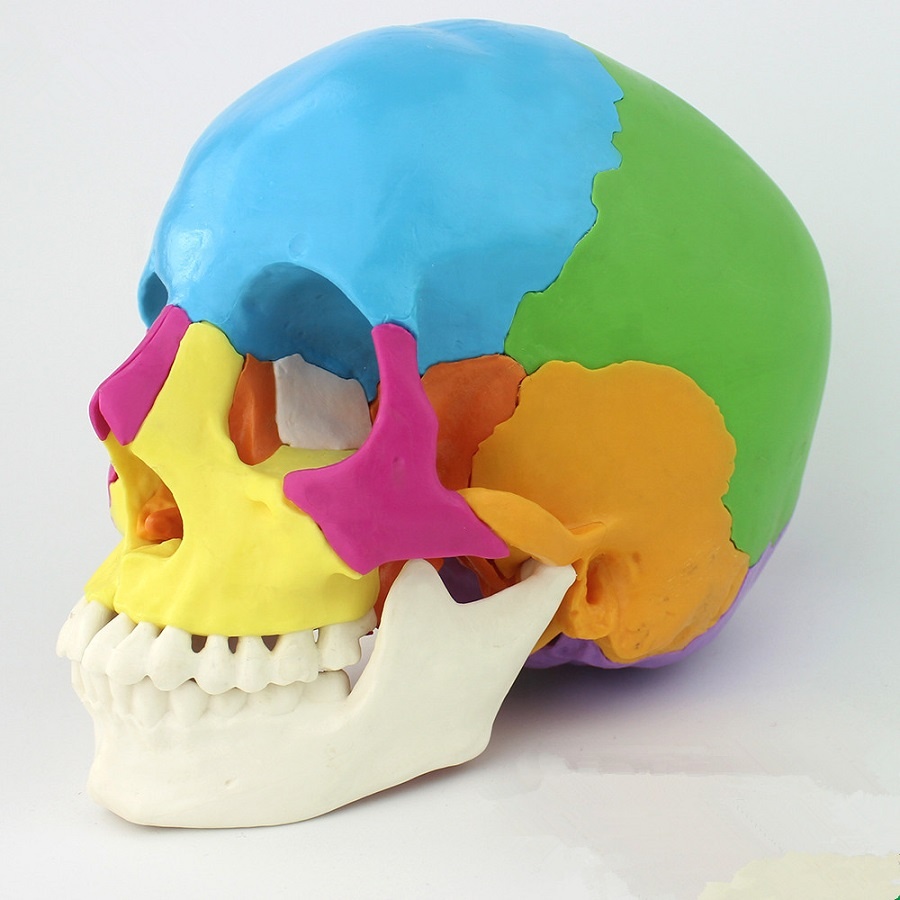 Colored Plastic Human Skull Model With 22pcs