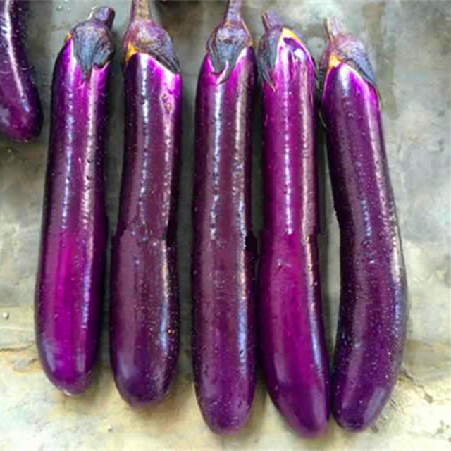 ME15 Zidu mid-early maturity red purple hybrid f1 eggplant seeds, aubergine seeds