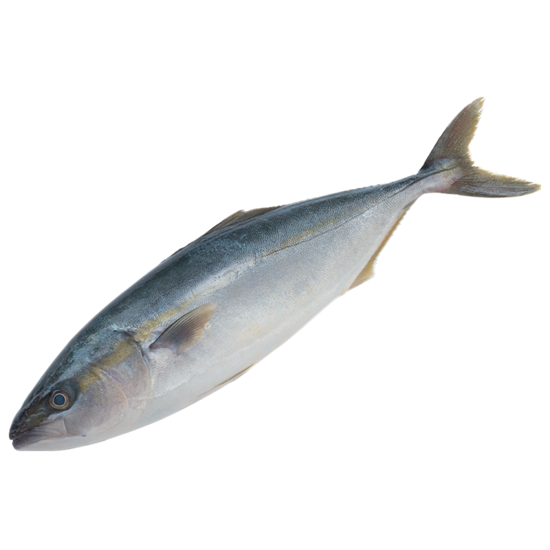 Япония оригинальные морепродукты свежий замороженный желтый хвост рыбы для продажи на рынке