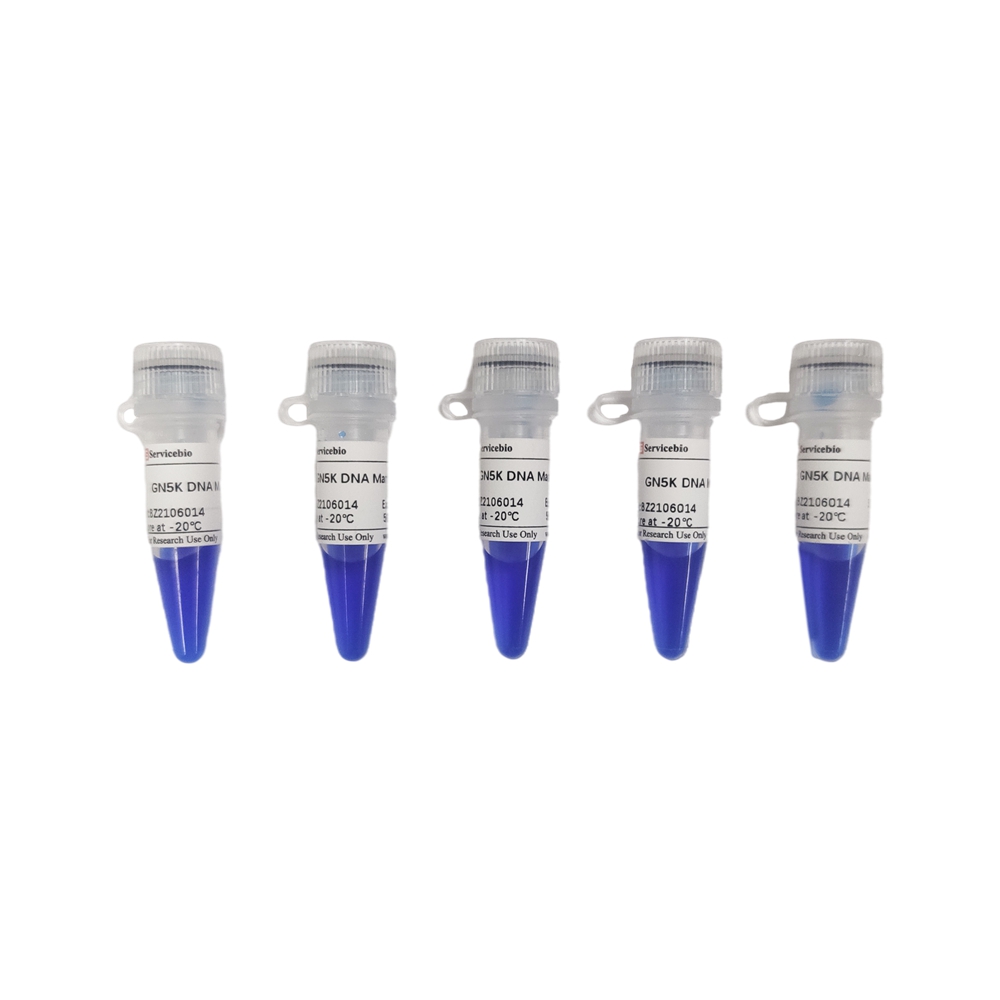 Wholesale Agarose Gel Electrophoresis GN5K DNA Marker