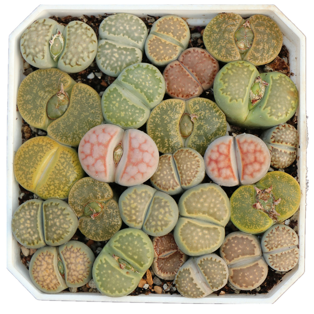 Оптовая продажа, прекрасные настоящие растения, Микс lithops
