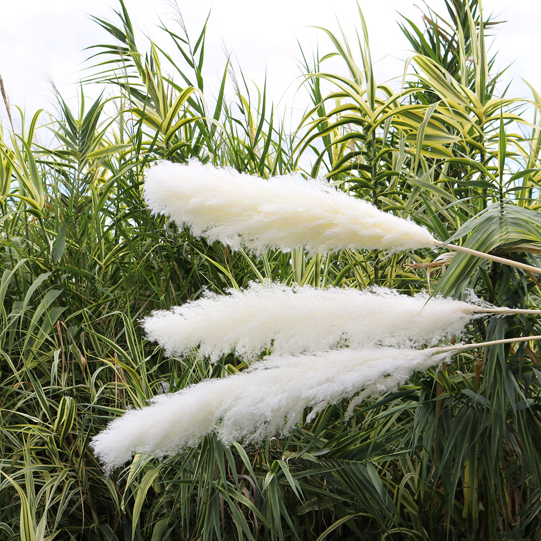 Amazon Best Seller Real Fluffy Natural White Cream Colorful Beige Dry Pampas Grass for Decorations