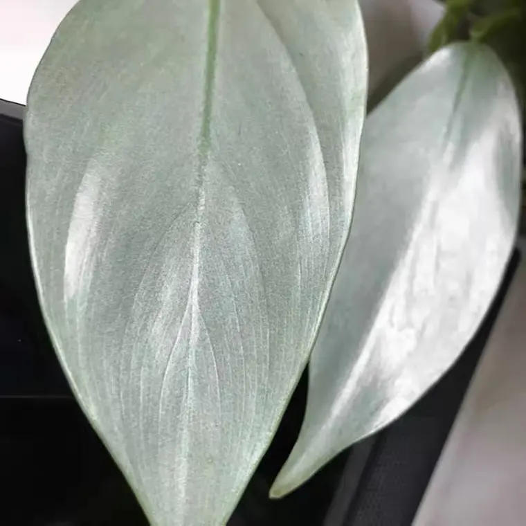Серебряное алмазное растение Hastatum Philodendron