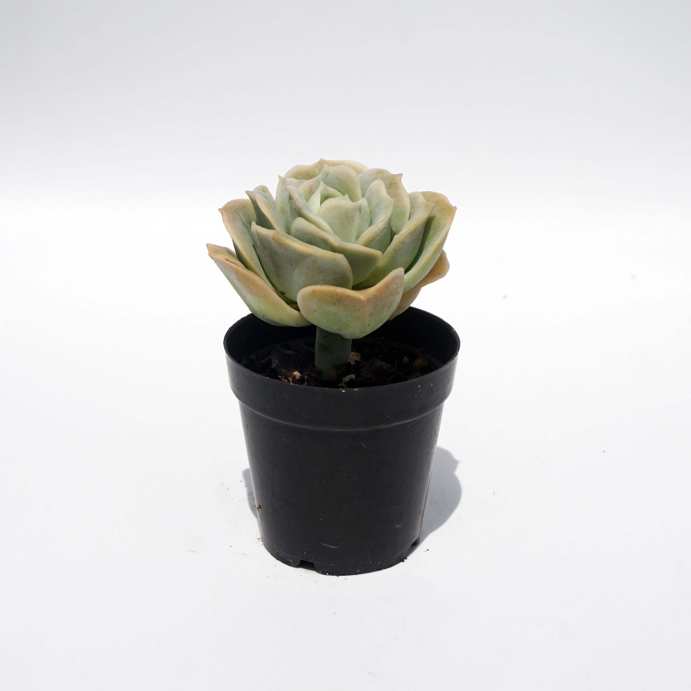 factory direct supply of natural plant ingredients suculentas ornamental haworthia succulent plant