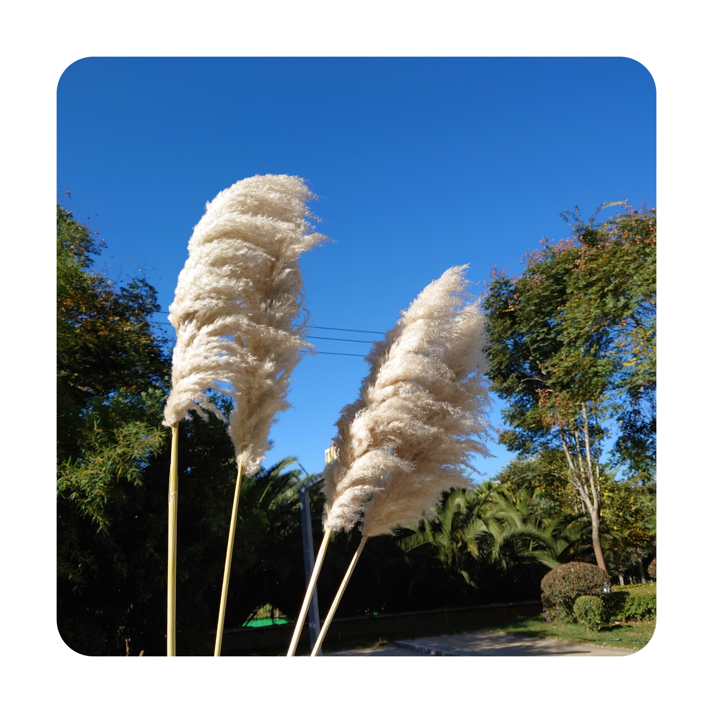 Wholesale Dried Flowers Ins Nordic Style 60-65 CM Natural Pampas Grass Decorative Flowers For Wedding