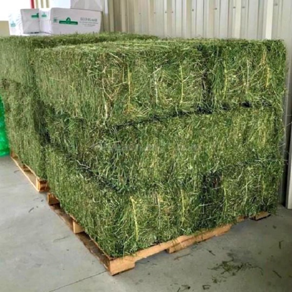 Дешевый Альфальфа для корма животных, распродажа