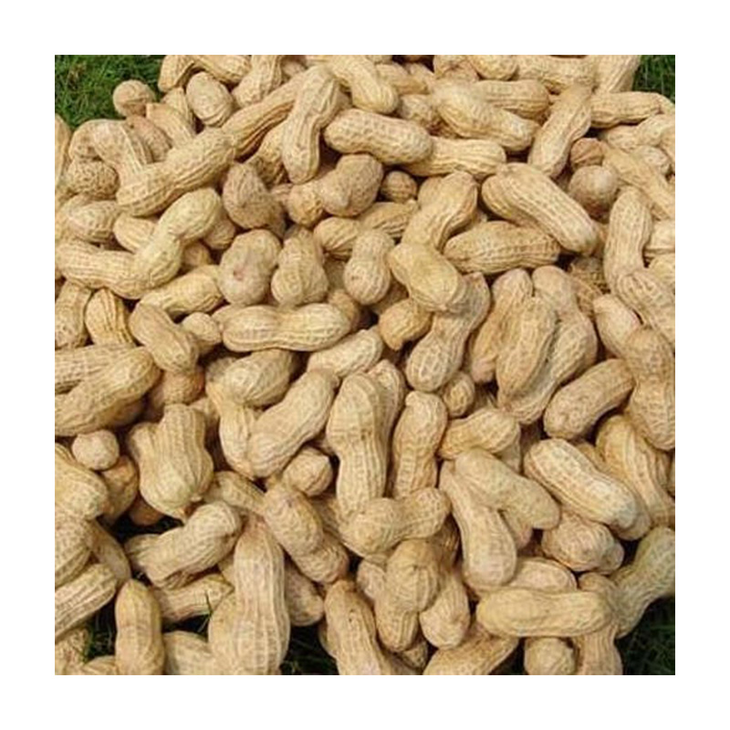 New Crop Peanut in Shell Healthy Delicous Luhua Ha. Ihua