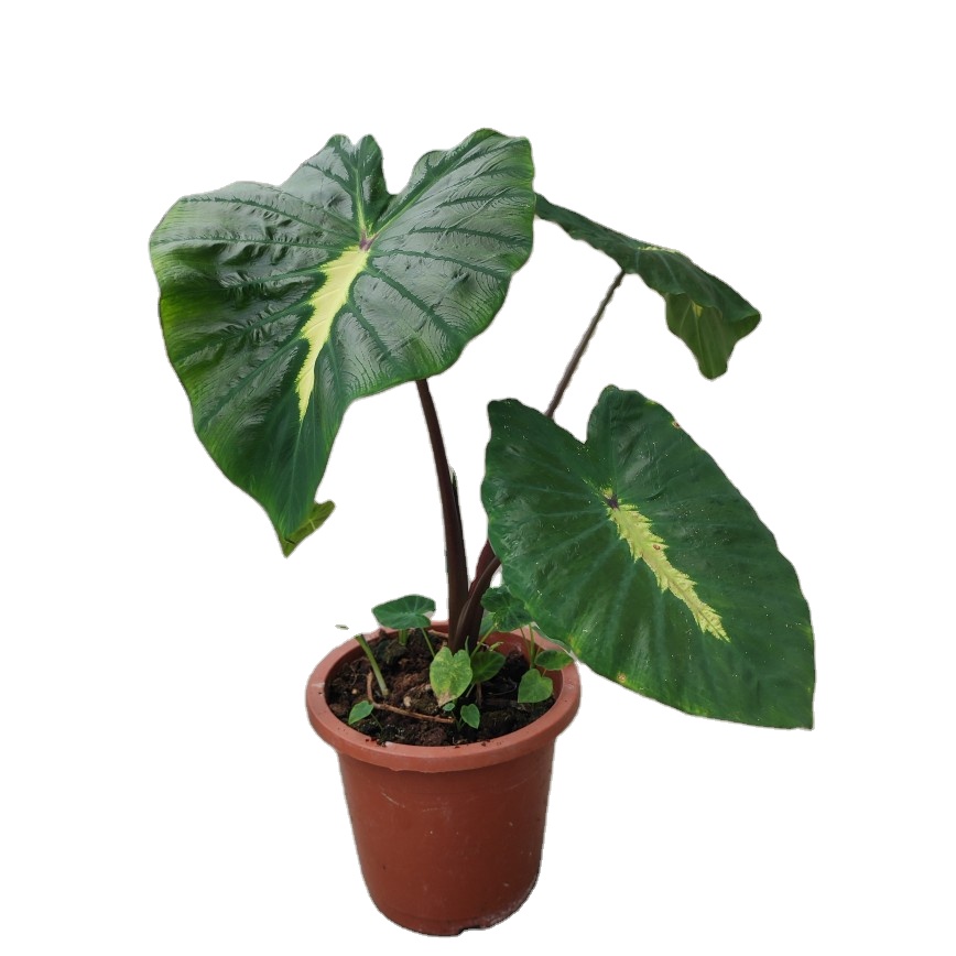 Реалистичные растения, комнатное украшение Alocasia/Colocasia, белое лавовое растение от поставщика украшений для помещений