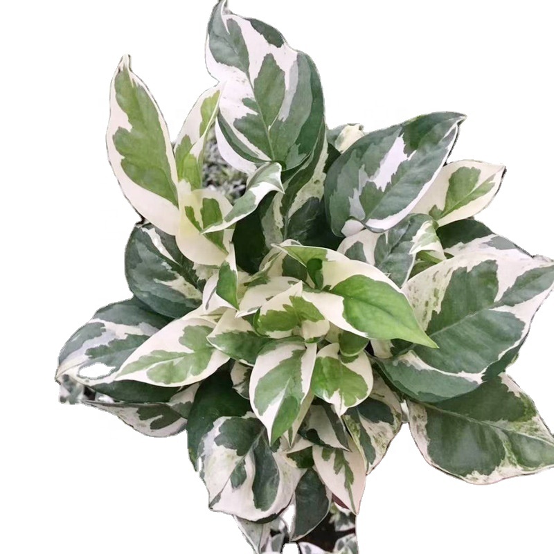 Прямая продажа по низкой цене, высокое качество, Scindapsus aurea, серебряный кос, декоративные зеленые листва, живые растения, бонсай