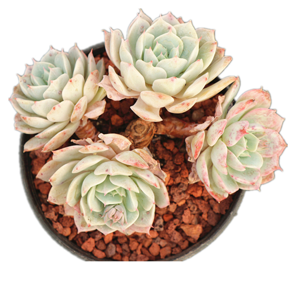 Китай (материк) фермы; Оптовая продажа; Популярные различных лучшие продажи echeveria суккулентные растения в прямом эфире
