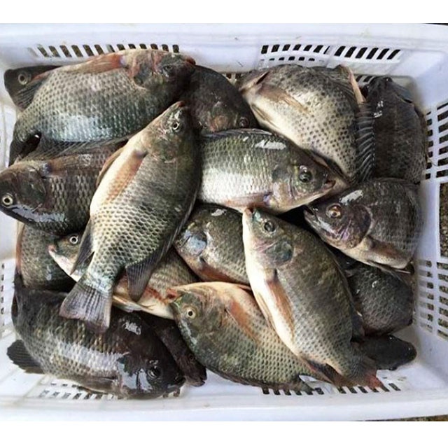 Frozen Tilapia Farming Fish Supplier