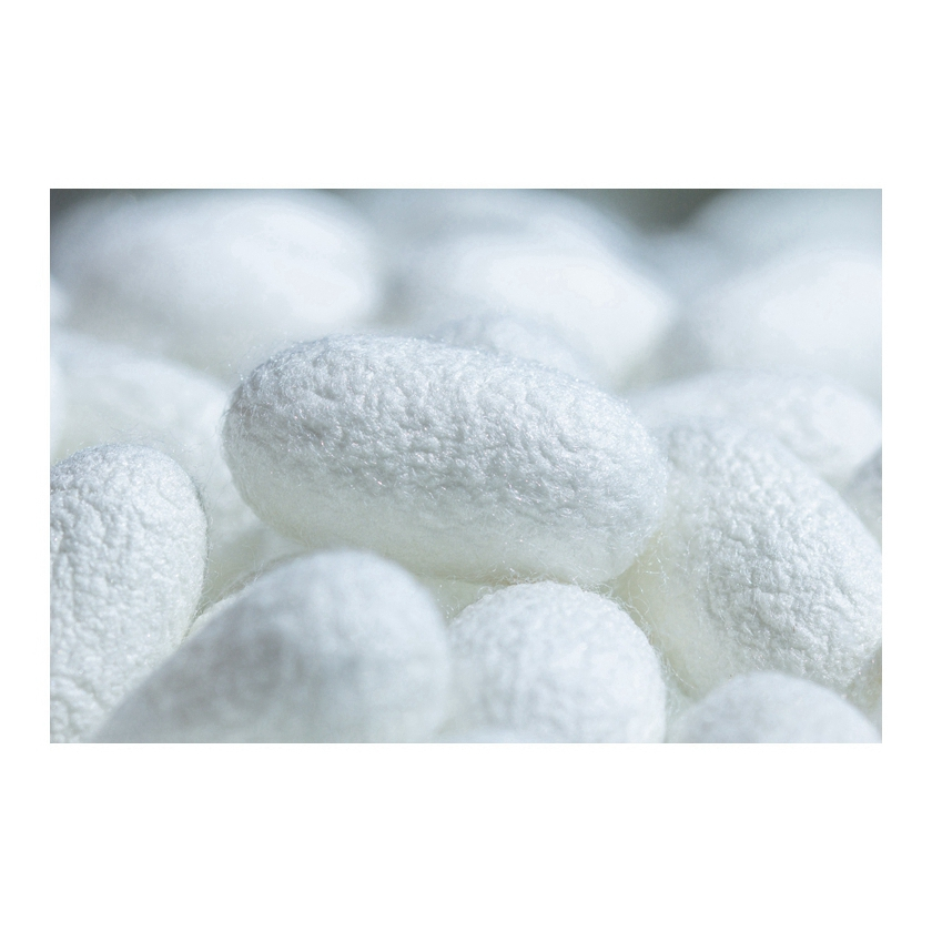 High Quality Dry Mulberry Pure Silk Organic Silkworm Cocoon Manufacturers Raw Silk
