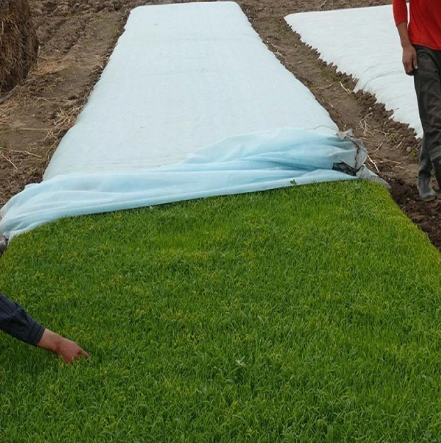 Factory Supply Plant Cover Pot Cover Tomato Plant Cover