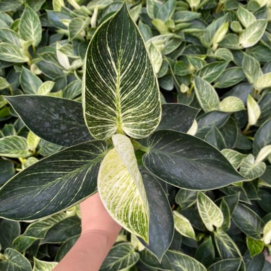 Декоративные растения для дома Philodendron plantes birkins