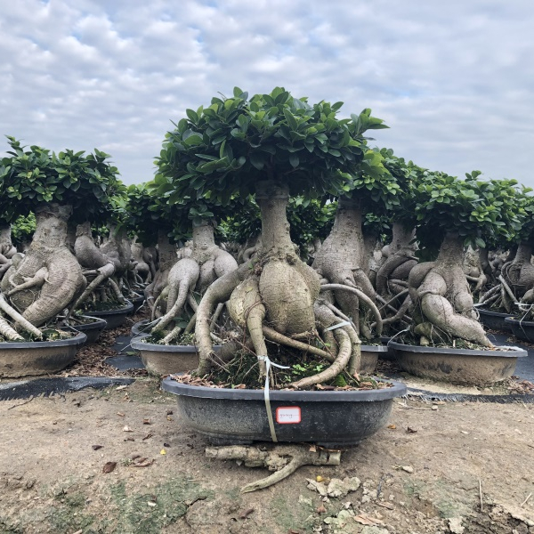 Tropics ficus ginseng bonsai farm ficus mini bonsai