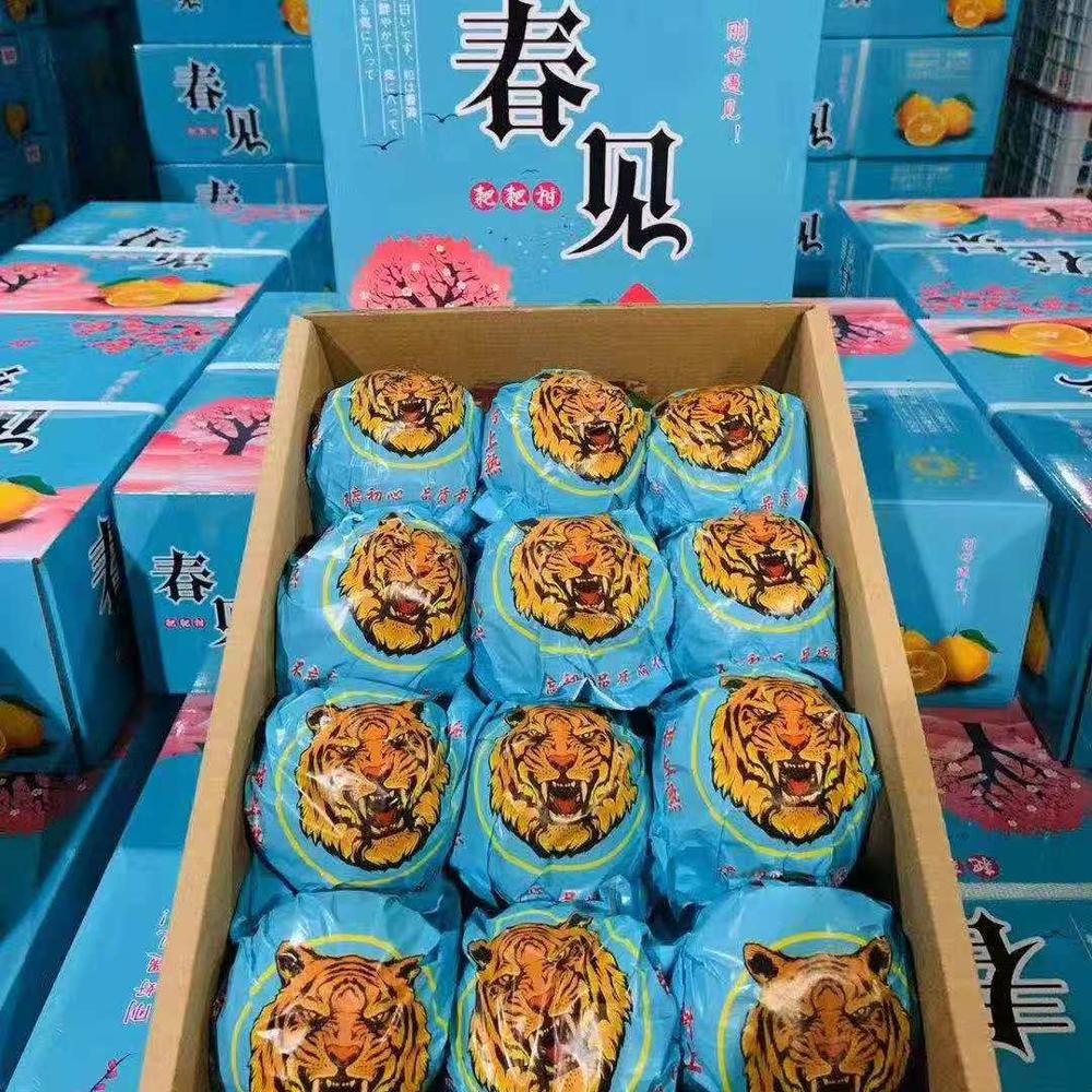 Китайский Chunjian оранжевый органический мандарин фруктовый уродливый Свежий Оранжевый оптовая цена
