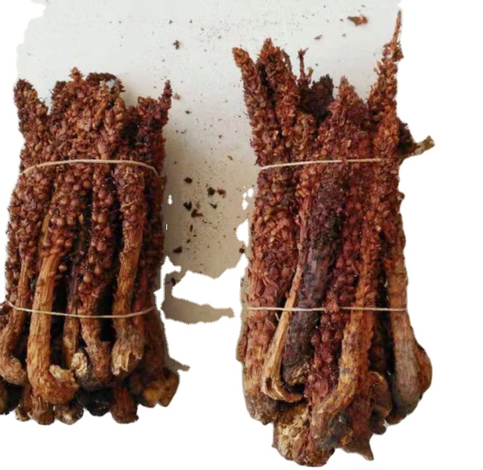 High quality raw dried whole Boschniakia Rossica